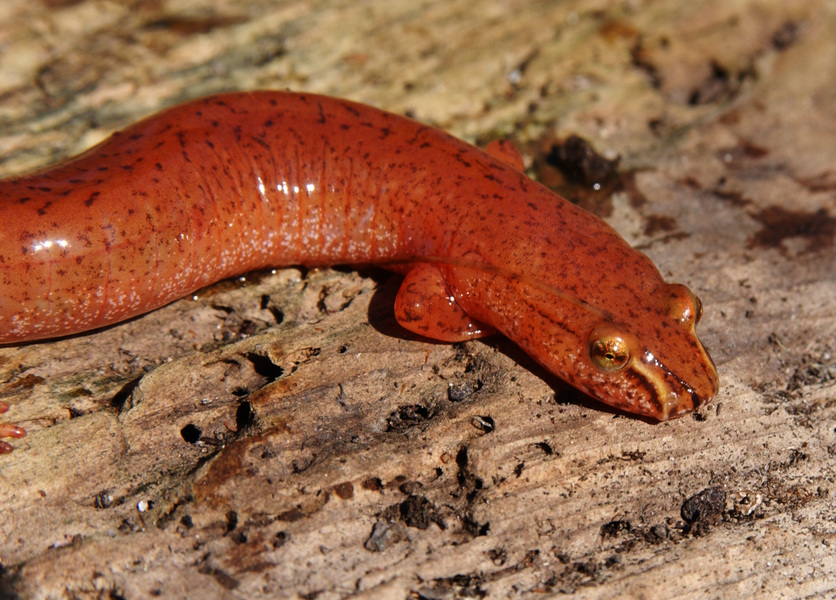 Amphibia