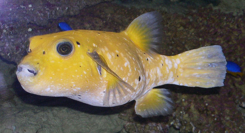 Actinopterygii