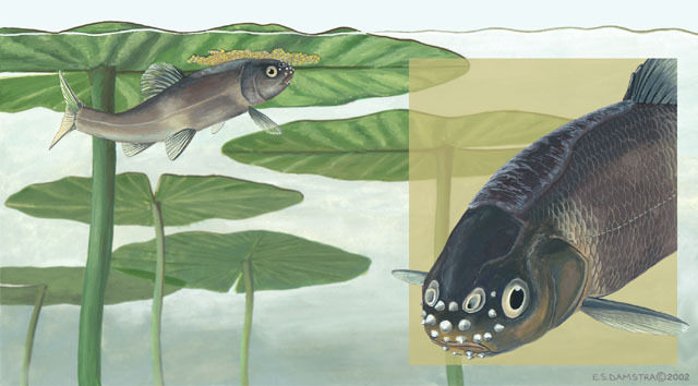 Actinopterygii
