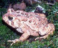 Bufo americanus